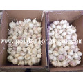 Fresh Garlic From Jinxiang Professional Factory